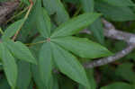 Ohio buckeye